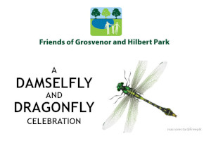 Grosvenor & Hilbert Park : Damselfly and Dragonfly Celebration