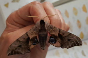 Grosvenor & Hilbert Park : Moth Identification Session