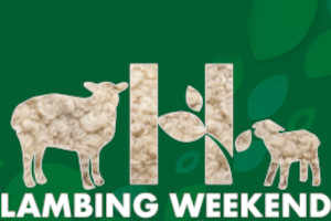 Hadlow : Hadlow College Lambing Weekend