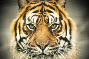 Out of Area : Big Cat Sanctuary Open Days