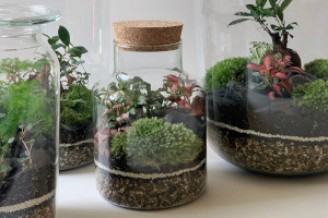 Tunbridge Wells: Town Centre : Terrapy: Mini Terrarium Workshop